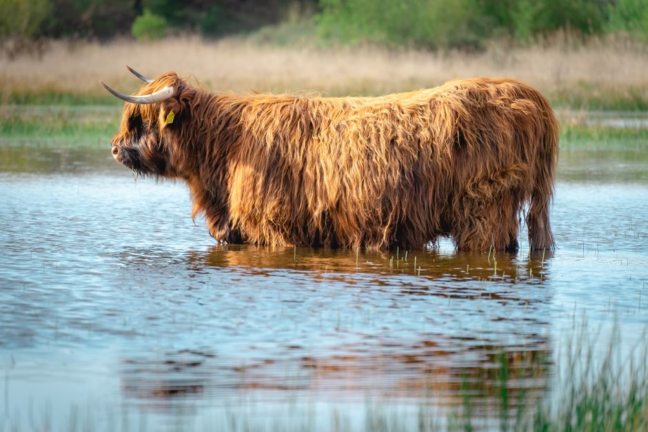 Schotse hooglander schilderijen als blikvanger in landelijke interieurs