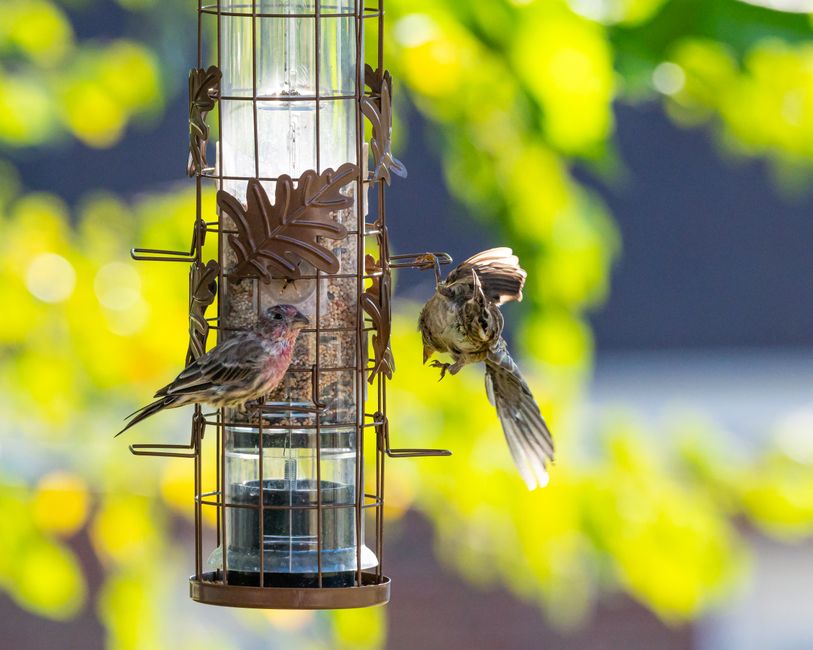 Vogelvriendelijke raamoplossingen voor zomerse balkons