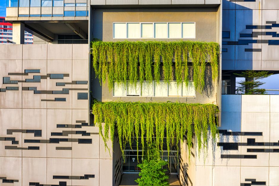 Groene klimmende planten op stedelijke muur.