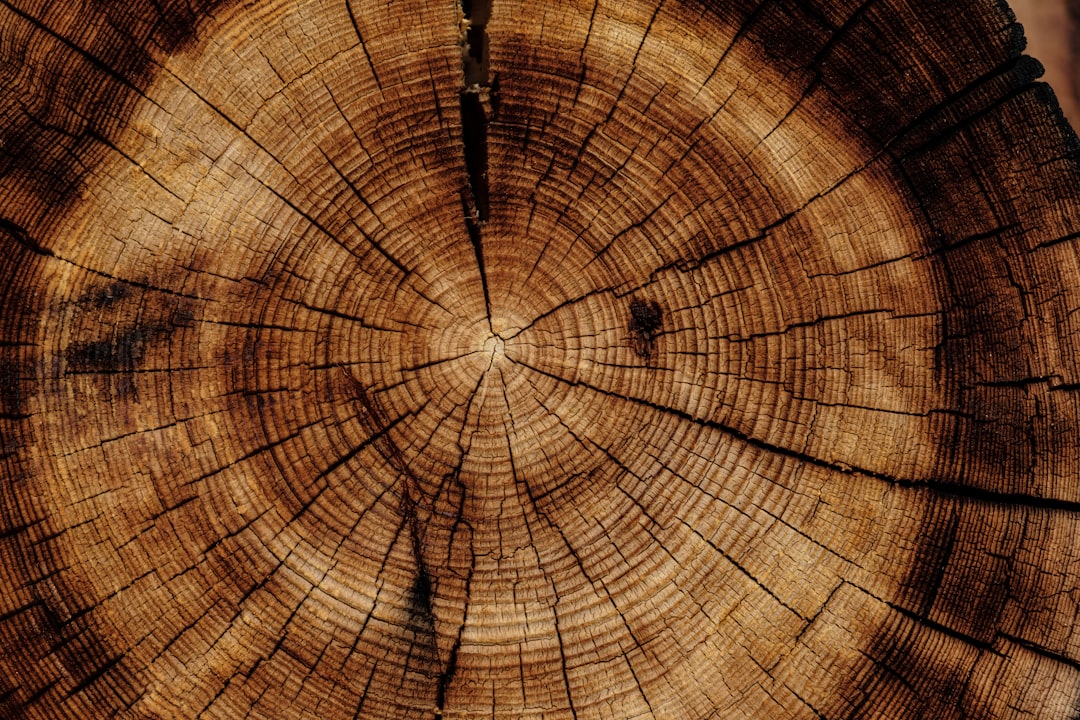 Verbinding met de natuur: het interieur transformeren met houten sculpturen