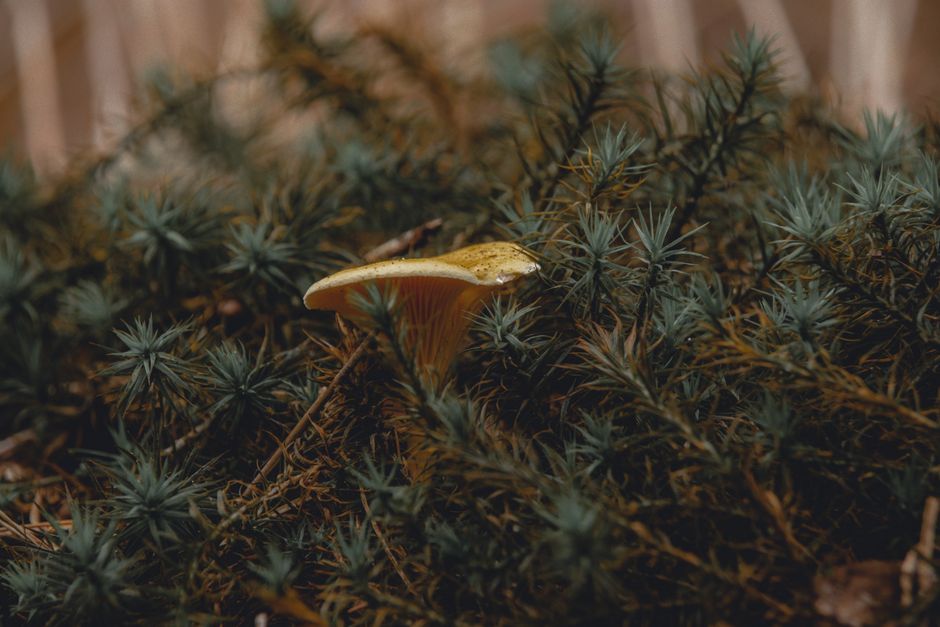 Lichtgroene gordijnen bij gezellig herfstinterieur. Lichtgroene gordijnen bij gezellig herfstinterieur.