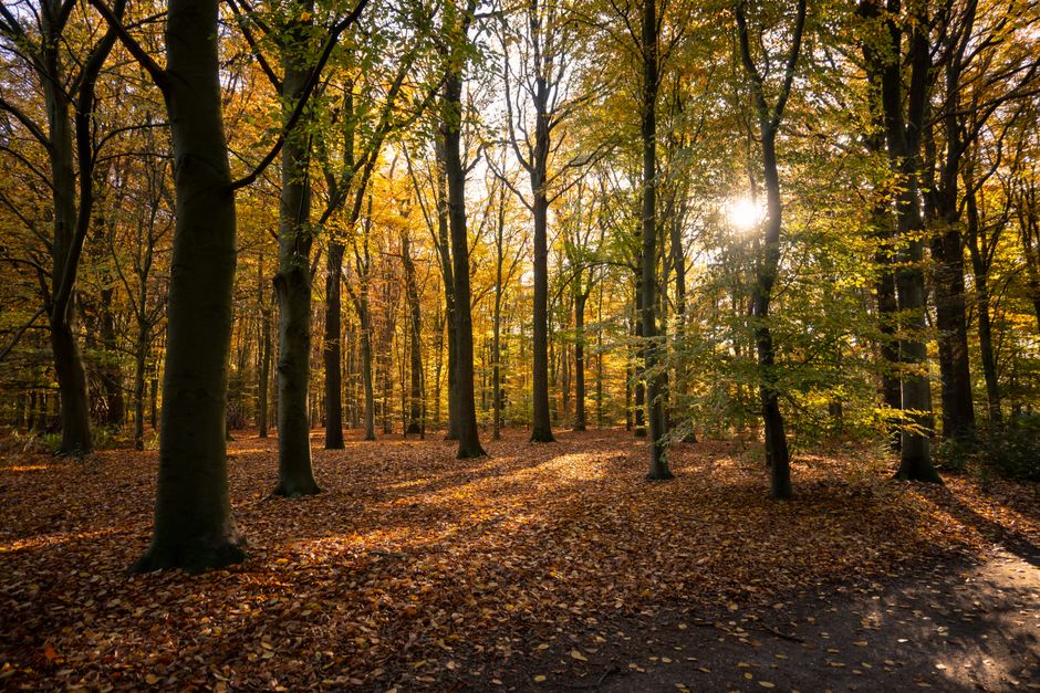 Inspiratie voor groene gordijnen: harmonieuze herfstransformaties